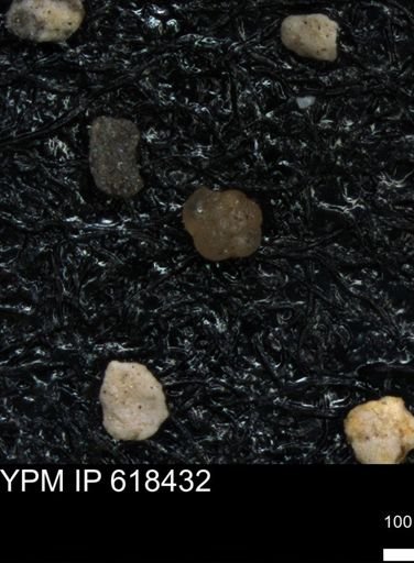 undet. Foraminiferida