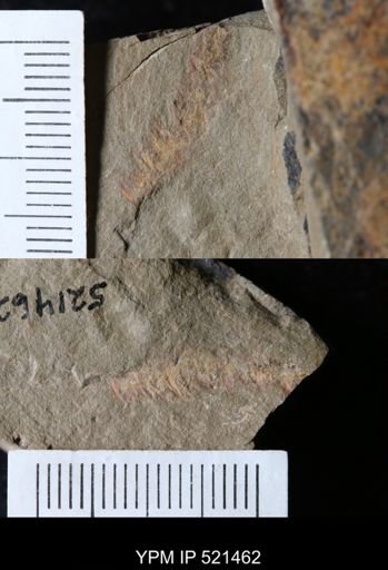 Hurdiidae