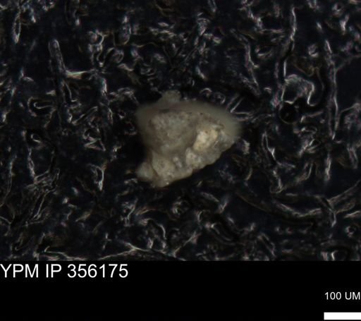 undet. Foraminiferida