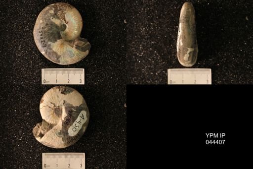 Hoploscaphites nicolletii