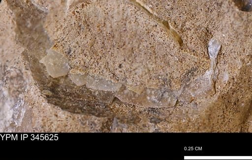 undet. Mollusca