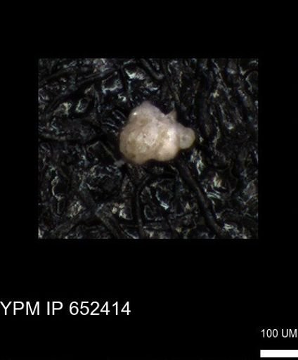 undet. Foraminiferida