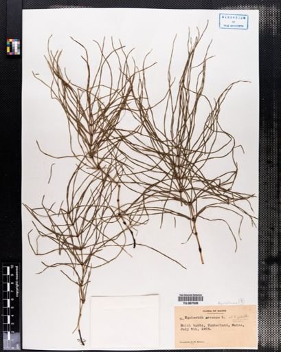 Equisetum