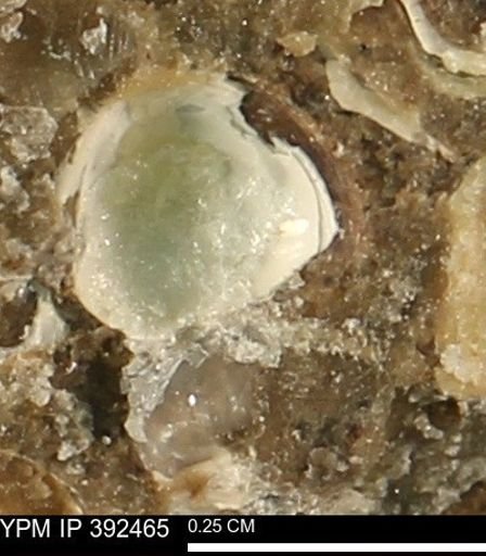 Protocardia subquadrata