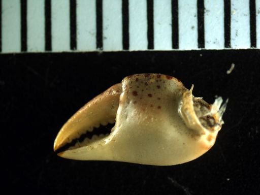 Hemigrapsus sanguineus