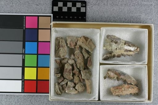 Hyaenodon mustelinus