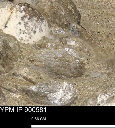 Anomia gryphorhyncha