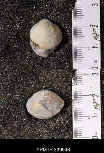 Kingena wacoensis