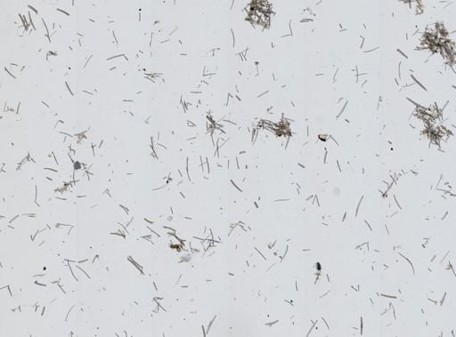 Haliclonidae
