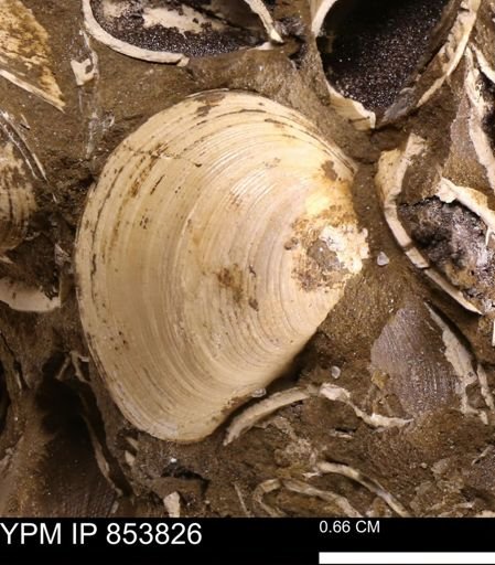 Limopsis striatopunctatus
