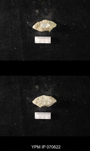 Favosites louisvillensis