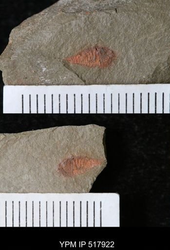 undet. Synziphosurina