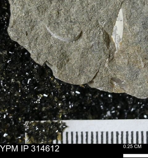 undet. Mollusca