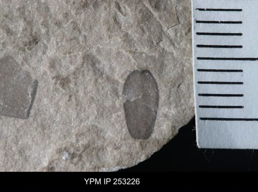 undet. Eurypterida