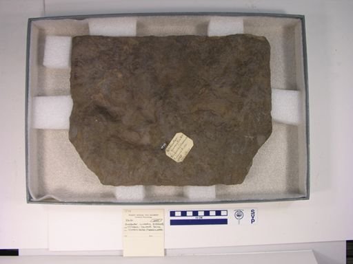 Grallator cuneatus