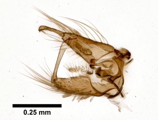 Aedes albopictus