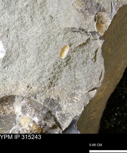 undet. Gastropoda