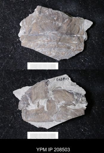 Eurypterus sp.