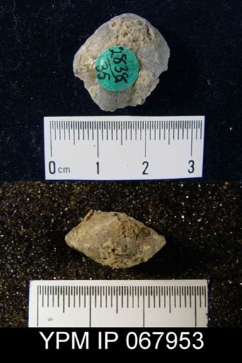 Meristella atoka