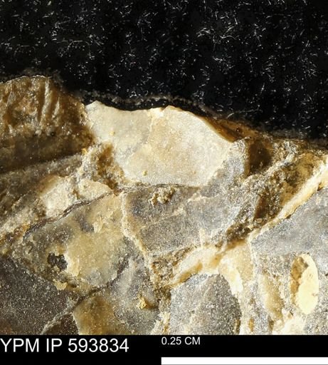 undet. Mollusca