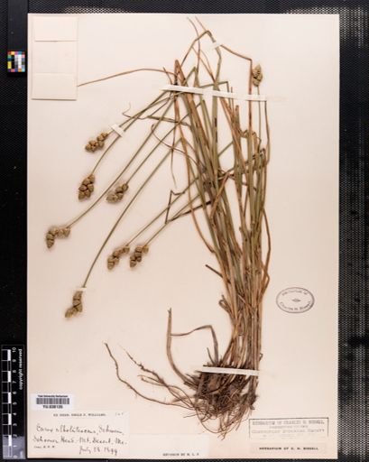 Carex albolutescens