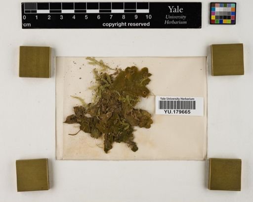 Plantae