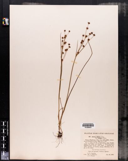 Juncus alpinus