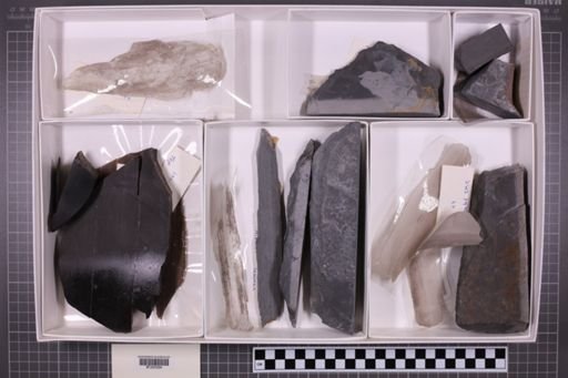 mixed taxa, stratigraphic collection
