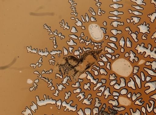Sphaeroma quadridentatum