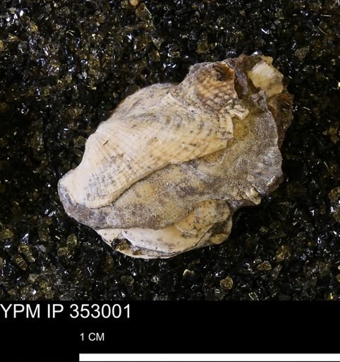 Parallelodon (Cosmetodon) sp.