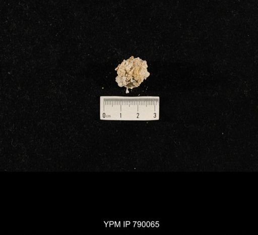 undet. Brachiopoda; shell hash with