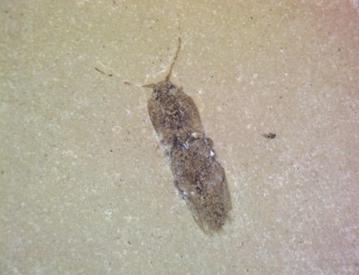 Elateridae?