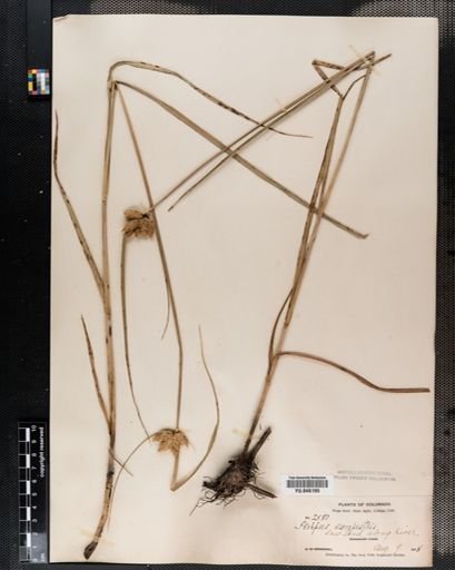 Scirpus paludosus