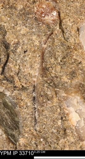 undet. Mollusca