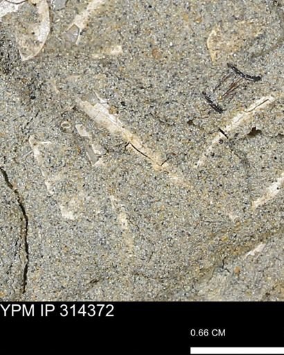 undet. Scaphopoda