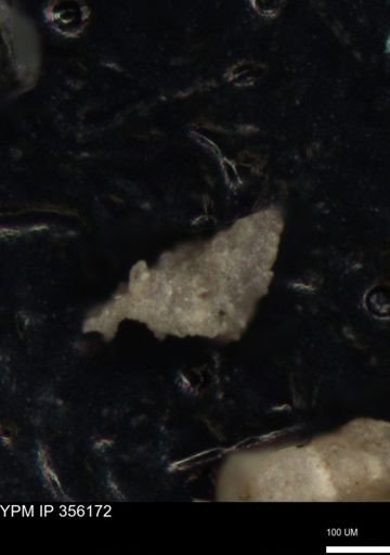 undet. Foraminiferida