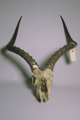Aepyceros melampus