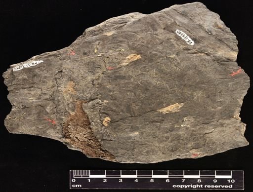 Lepidodendron sp.