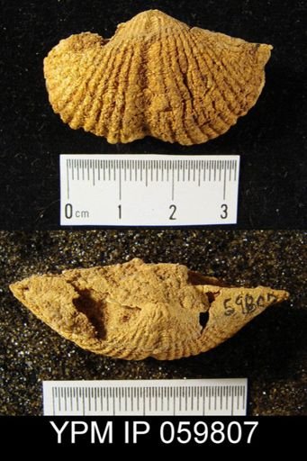 Costispirifer sp.