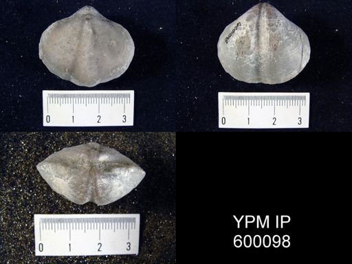 Spirifer radiatus