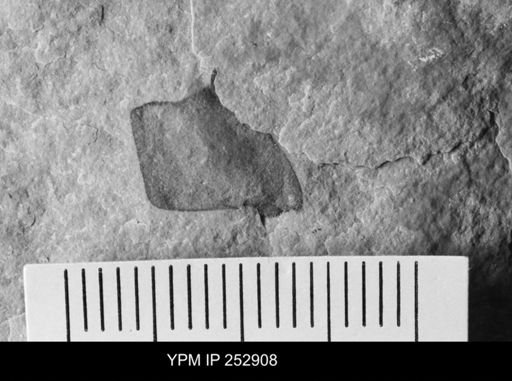 undet. Eurypterida