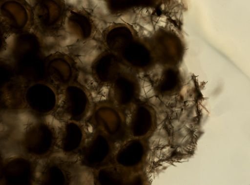 Trochospongilla pennsylvanica