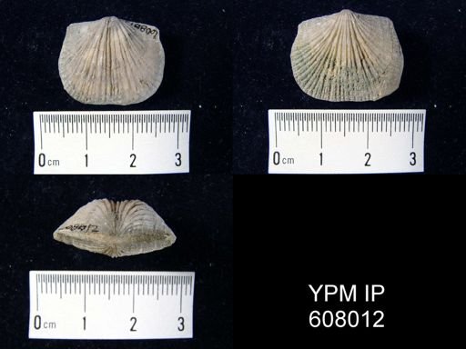 Glyptorthis sp.