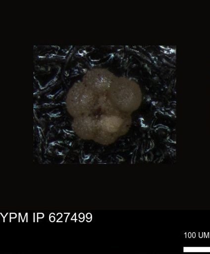 undet. Foraminiferida