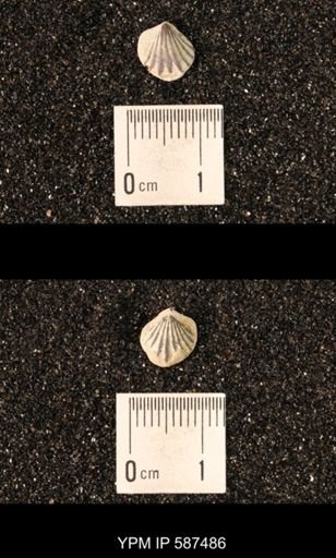 Camarotoechia whitei