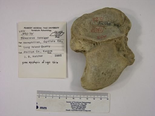 Teleoceras fossiger