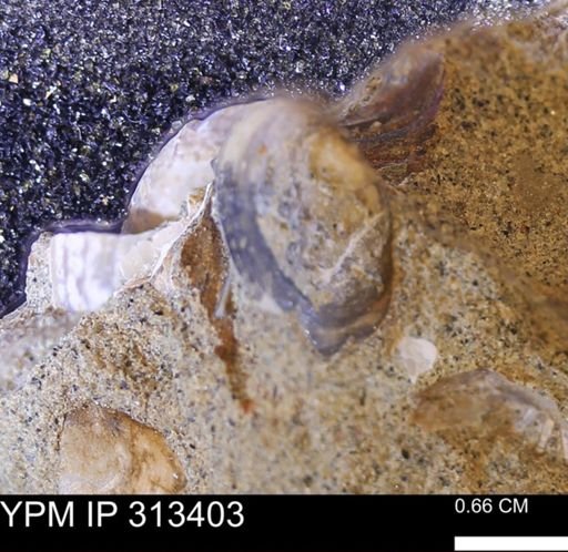 Corbicula sp.