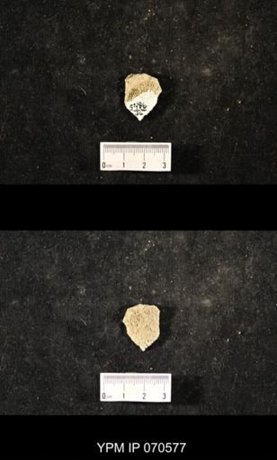 Favosites louisvillensis