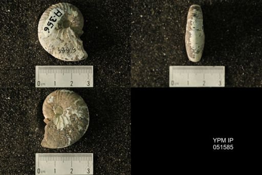 Hoploscaphites nicolletii