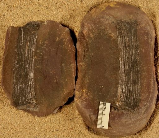 Calamites sp.